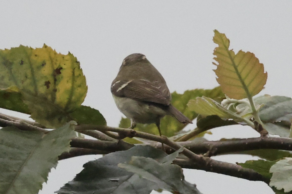 Mosquitero Bilistado - ML462283401