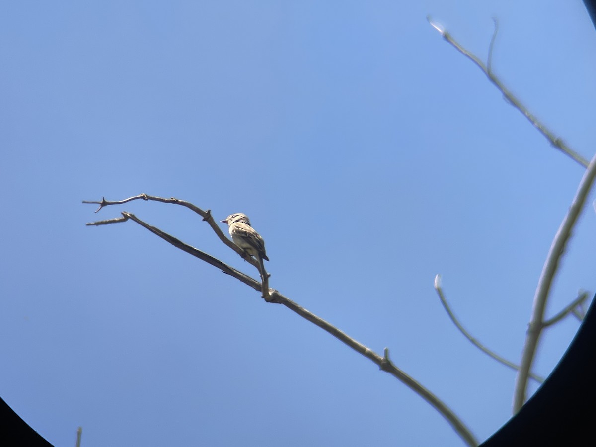 Dusky Flycatcher - ML462283451