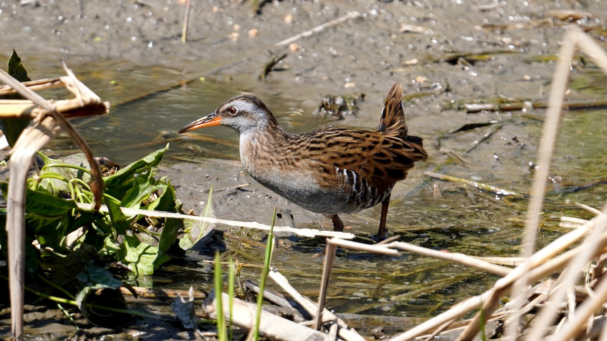 Brown-cheeked Rail - 榮章 周