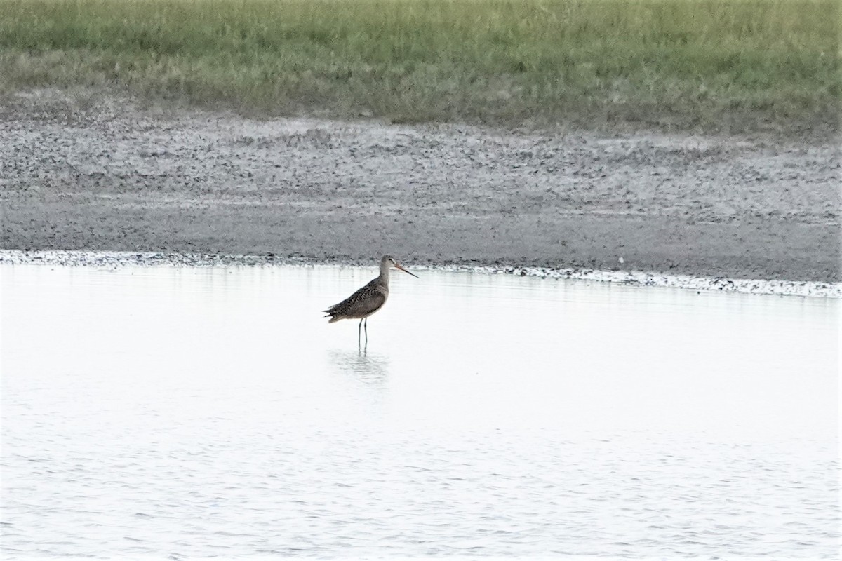 Marbled Godwit - ML462286151