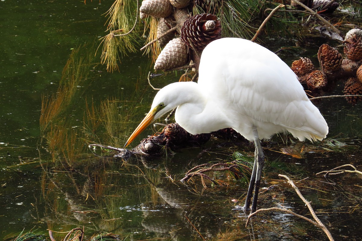 Great Egret - ML462287281