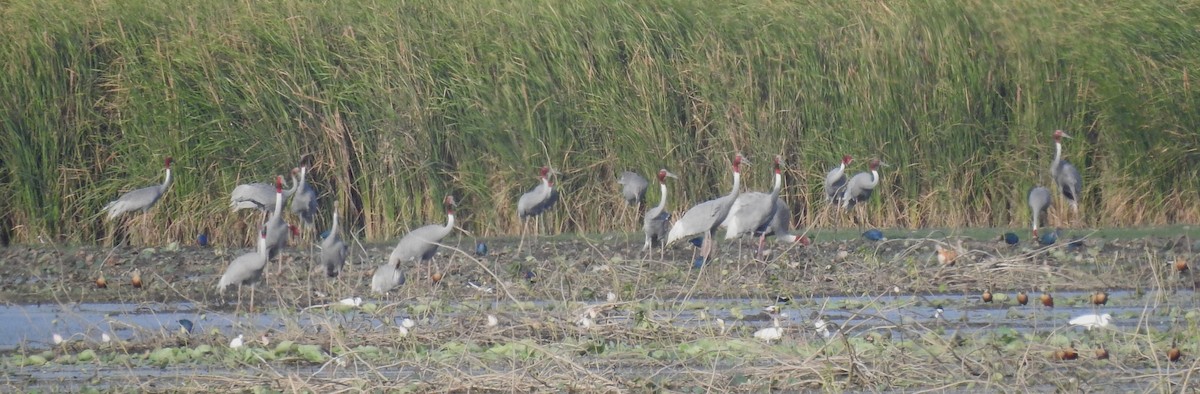 Sarus Crane - ML462287721