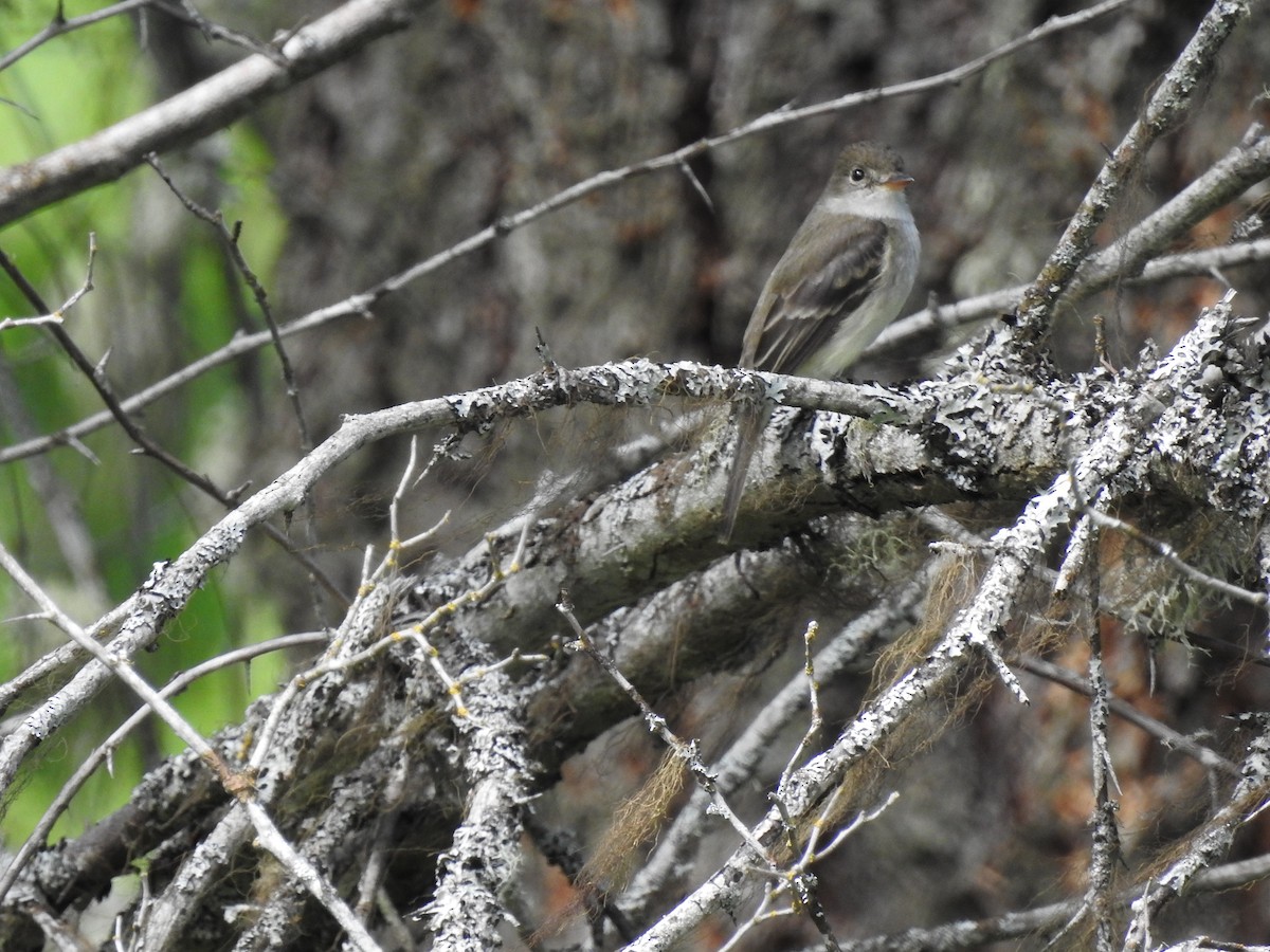 Blasskehl-Schnäppertyrann - ML462289401