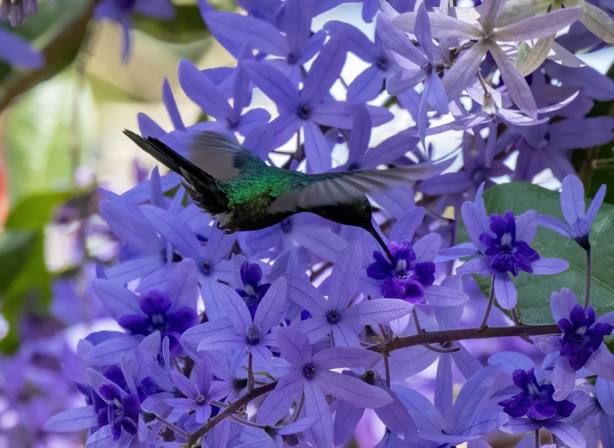 Broad-billed Hummingbird - ML462291351