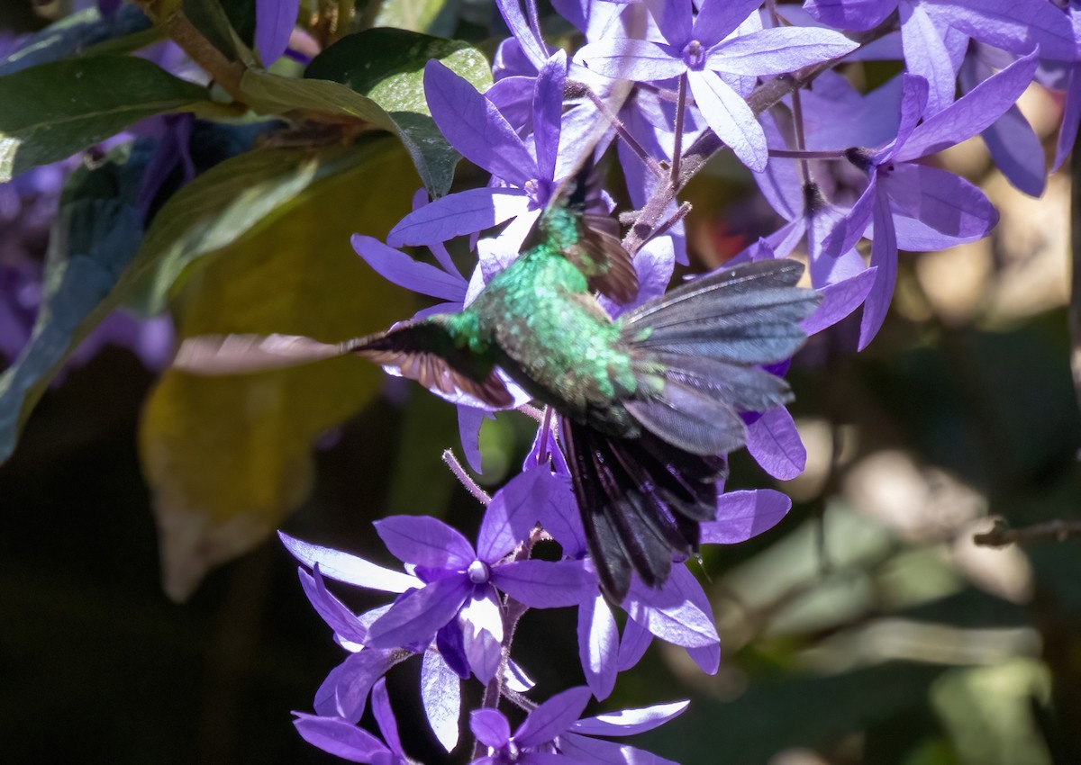 Broad-billed Hummingbird - ML462291421