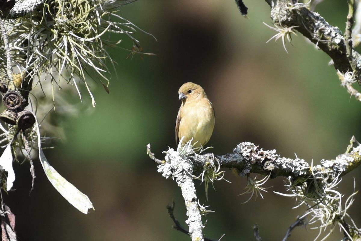 Black-and-white Seedeater - Bruce Mast