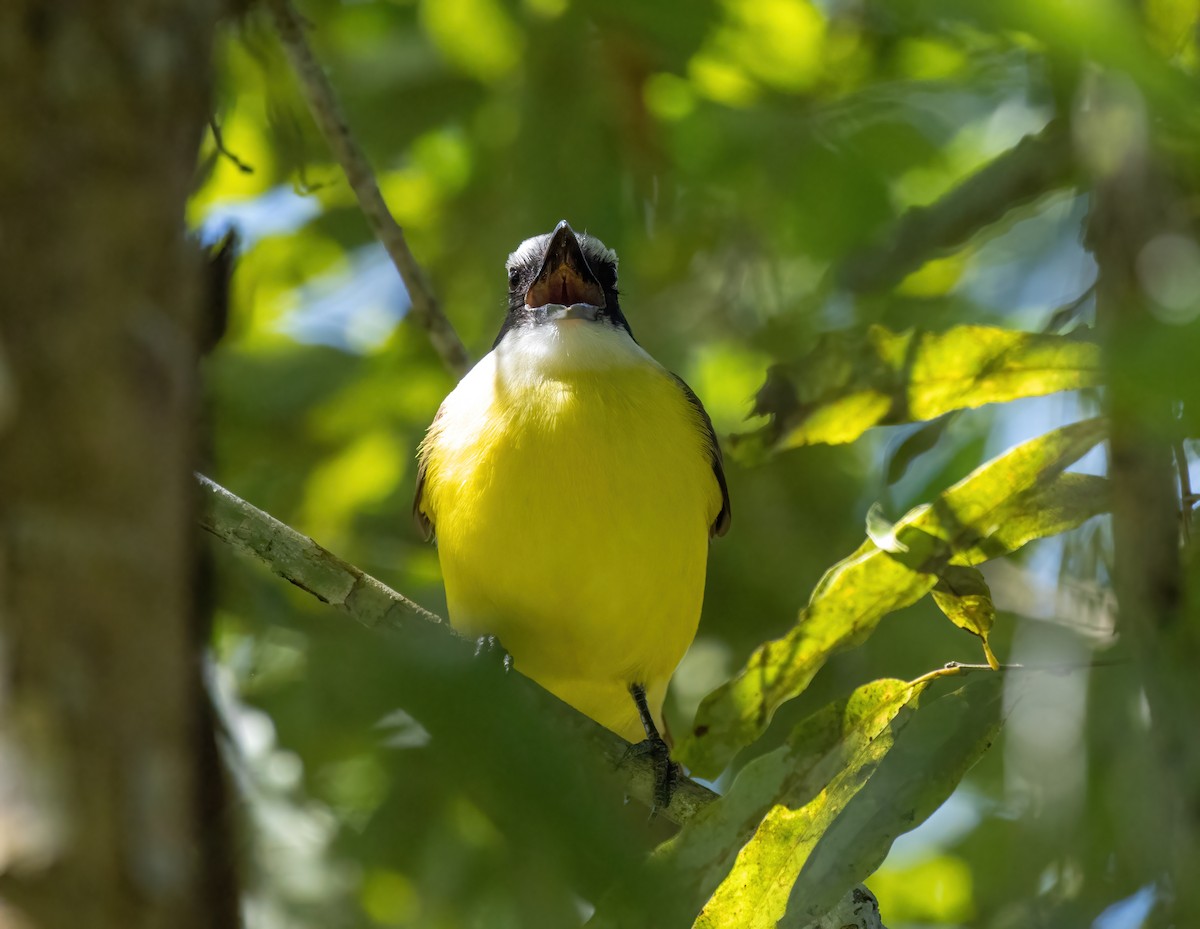 Great Kiskadee - ML462292041