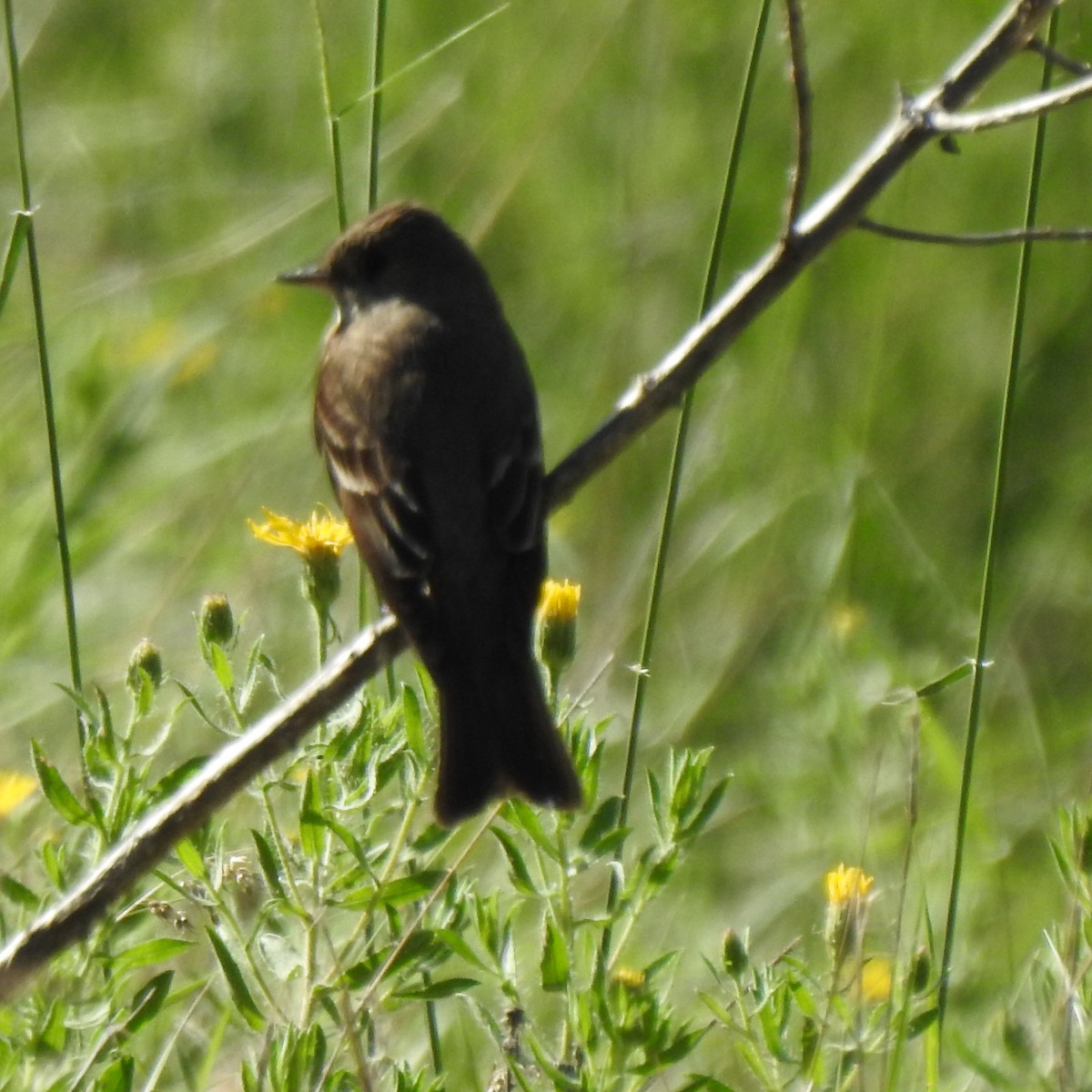 Willow Flycatcher - ML462292551