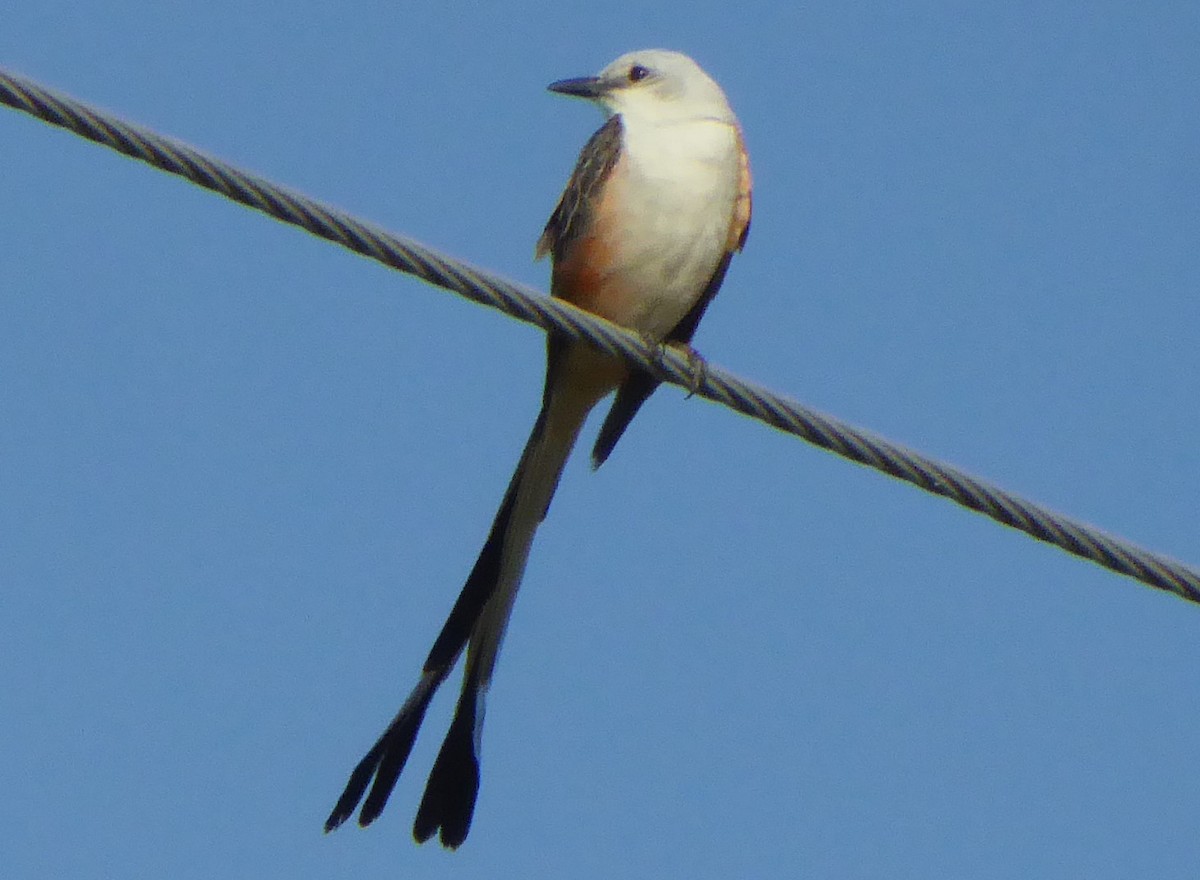 Scissor-tailed Flycatcher - ML462293321