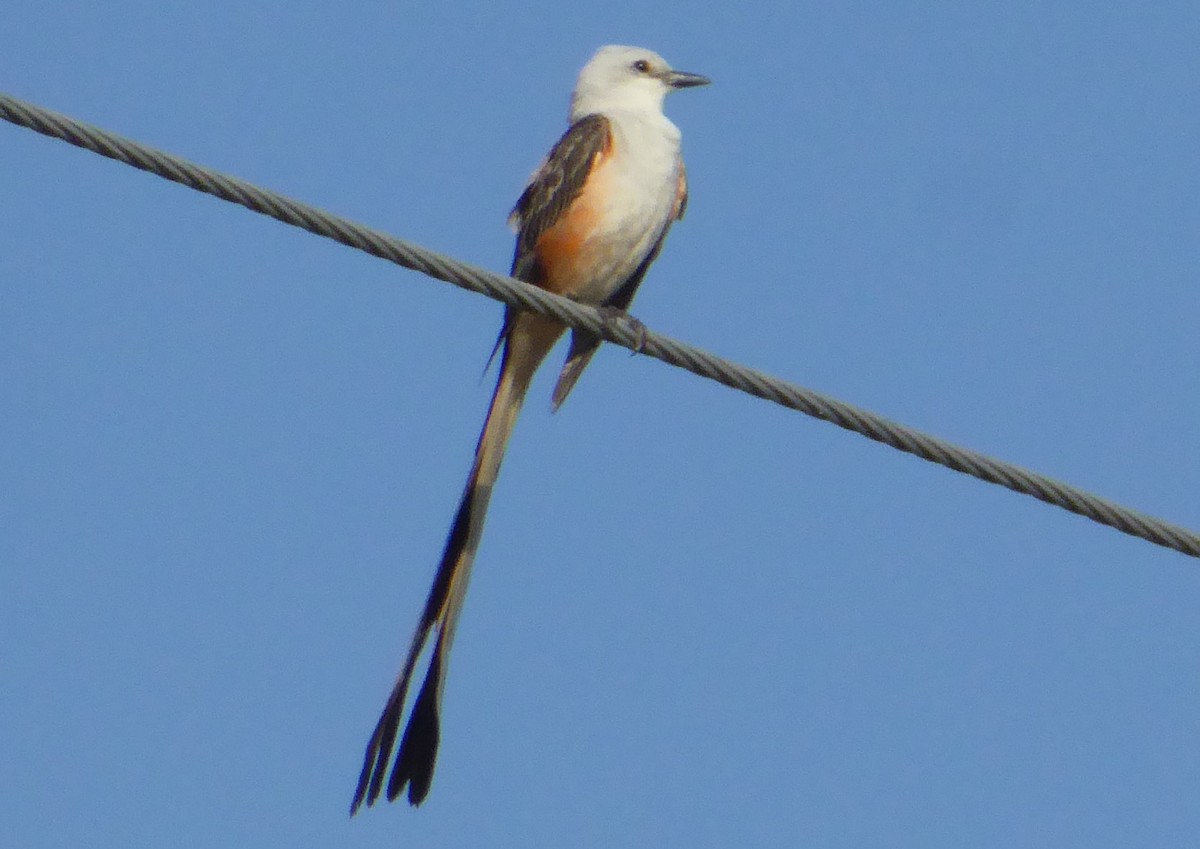 Scissor-tailed Flycatcher - ML462293331