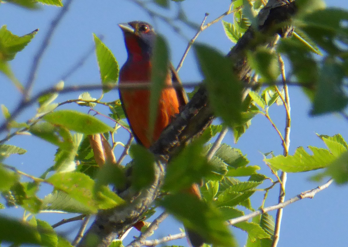 Painted Bunting - ML462293381