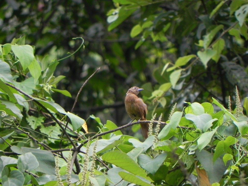 Ruby-crowned Tanager - ML46229461