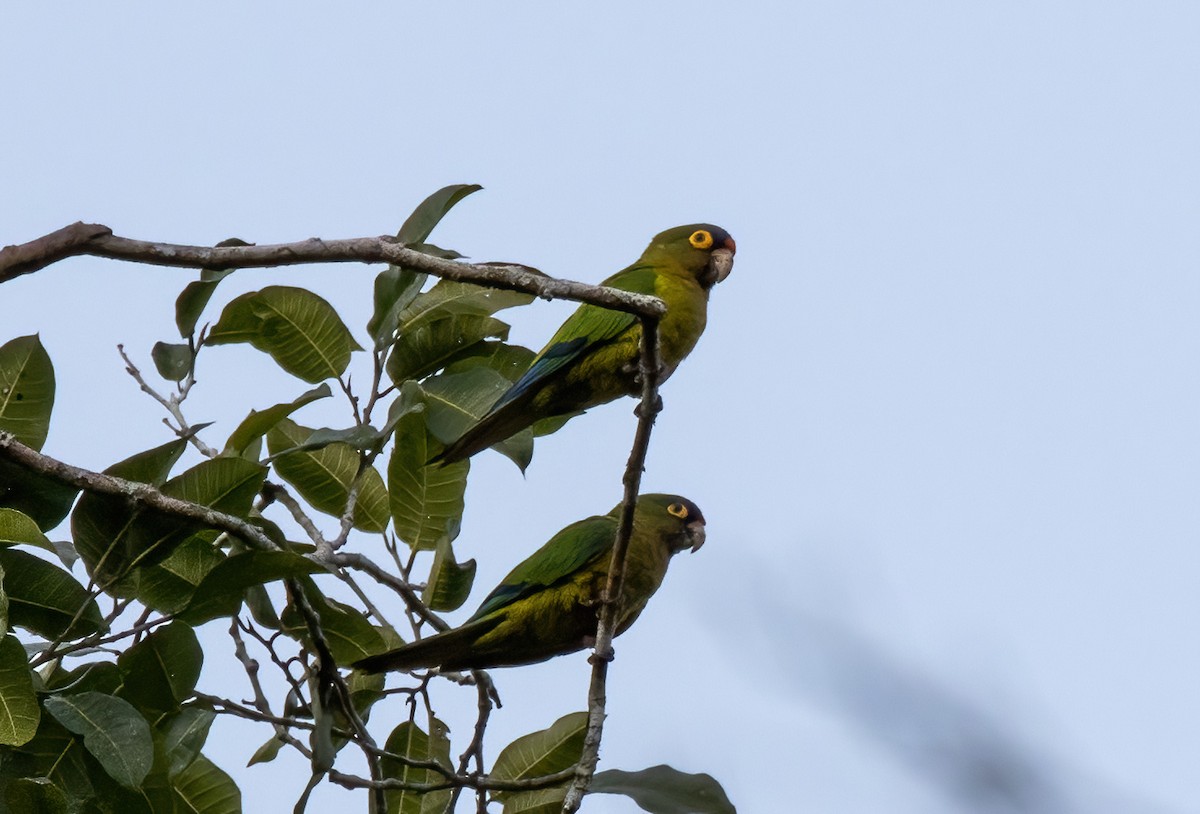 Orange-fronted Parakeet - ML462294981