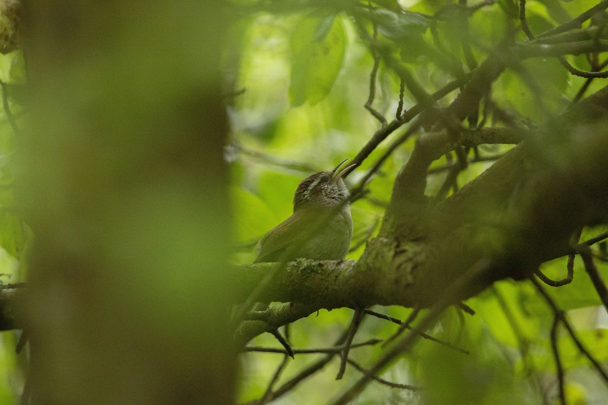 Bewick's Wren - ML462295431