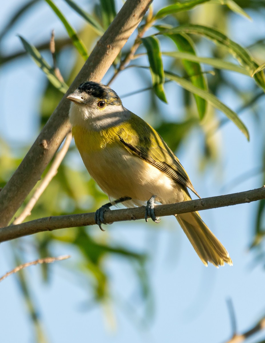 Green-backed Becard - Carlos Rossello