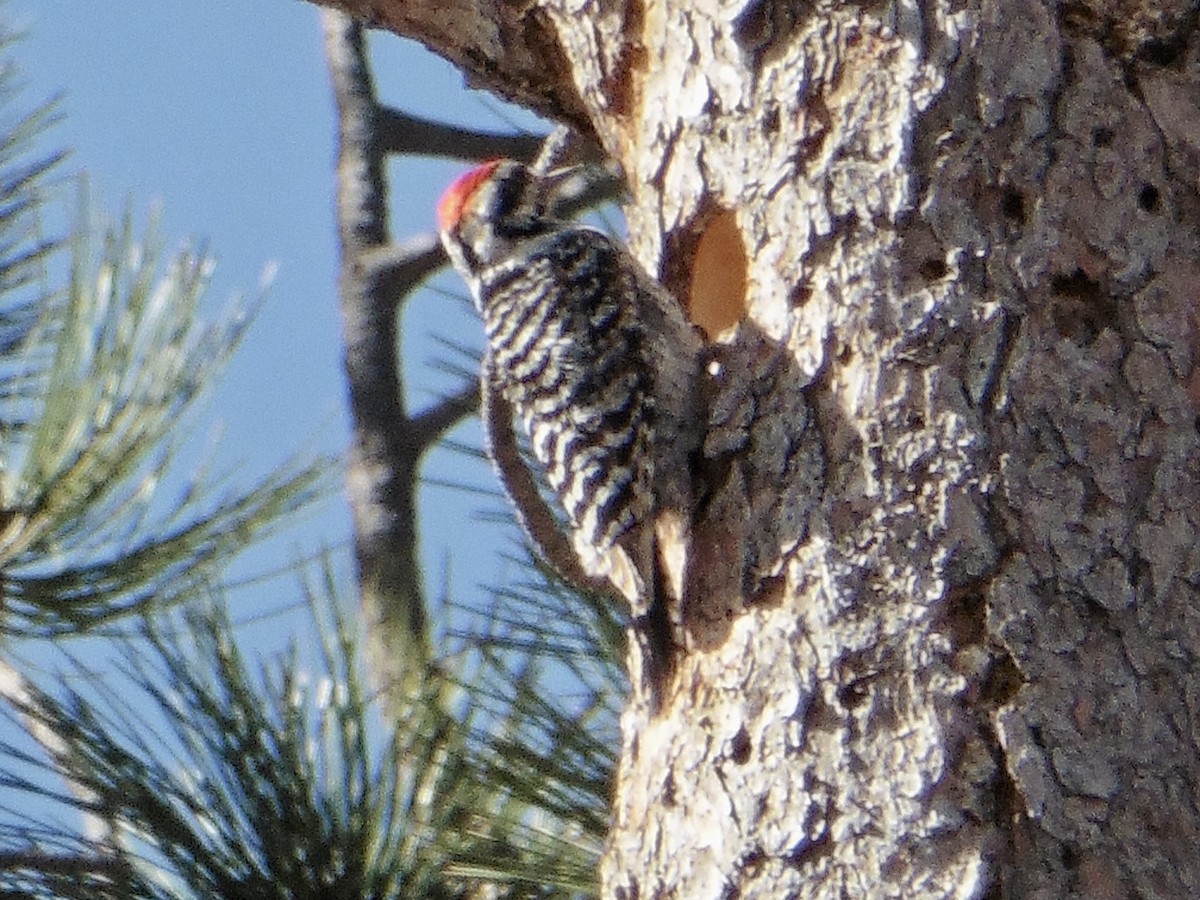 Ladder-backed Woodpecker - ML462296231