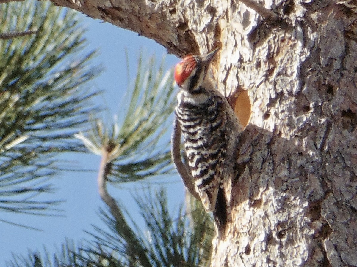 Ladder-backed Woodpecker - ML462296241