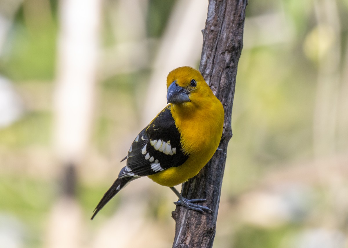 Yellow Grosbeak - ML462296311