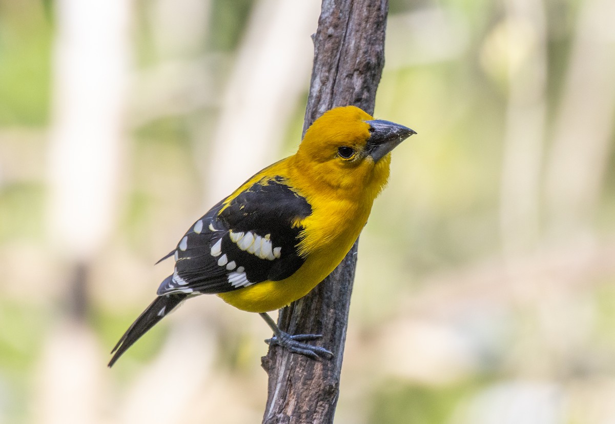 Yellow Grosbeak - ML462296321