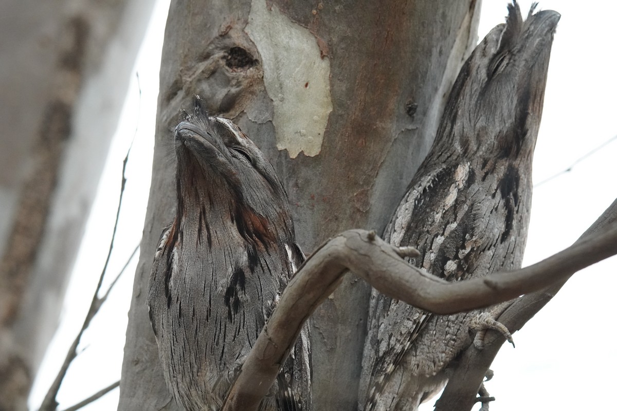 Tawny Frogmouth - ML462300331