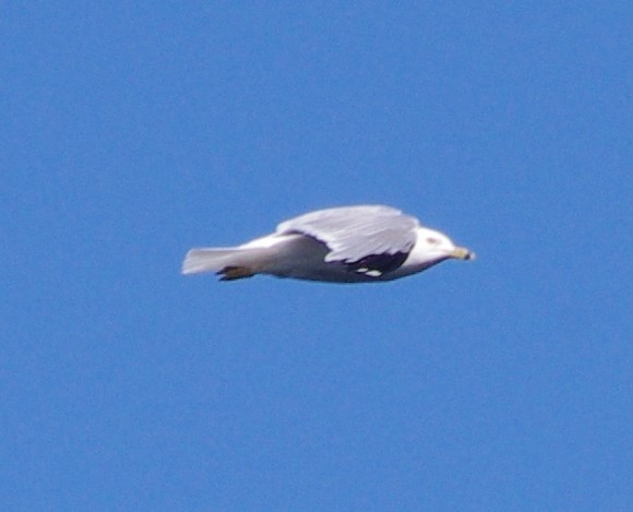 Ring-billed Gull - ML462302191