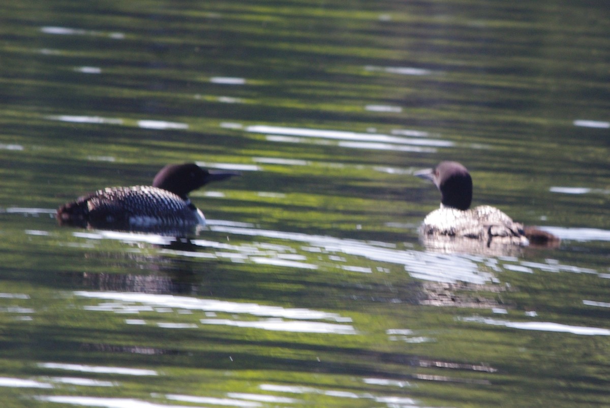 Common Loon - ML462302301