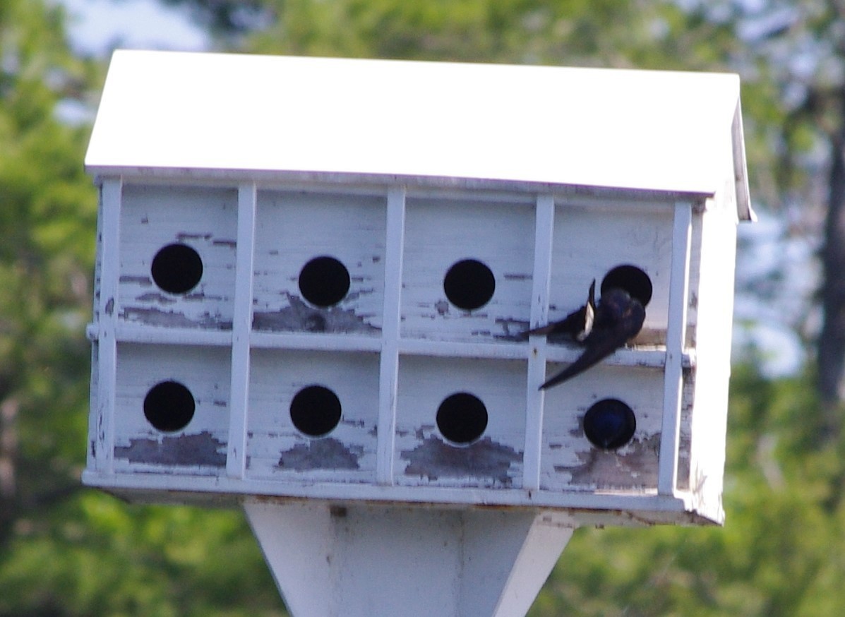 Purple Martin - ML462302341