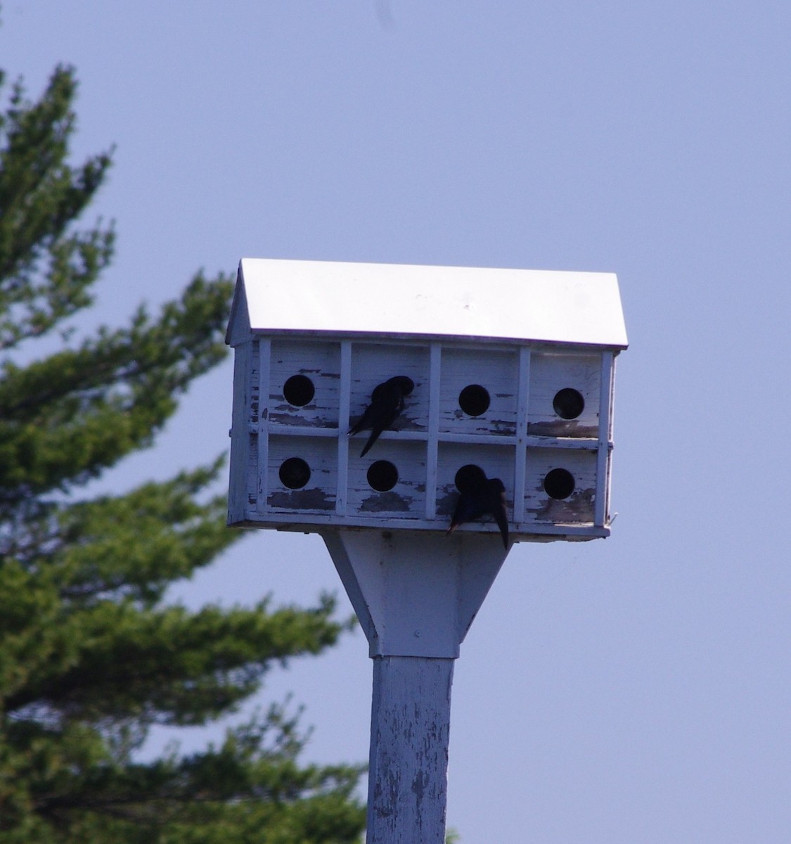 Purple Martin - ML462302351