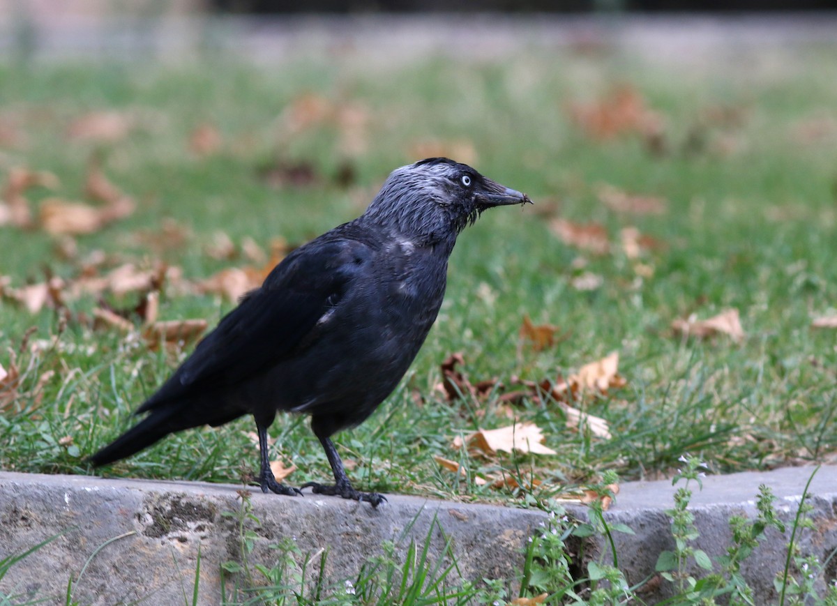 Eurasian Jackdaw - ML462302661