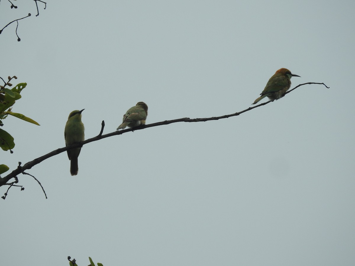 Asian Green Bee-eater - ML462303651