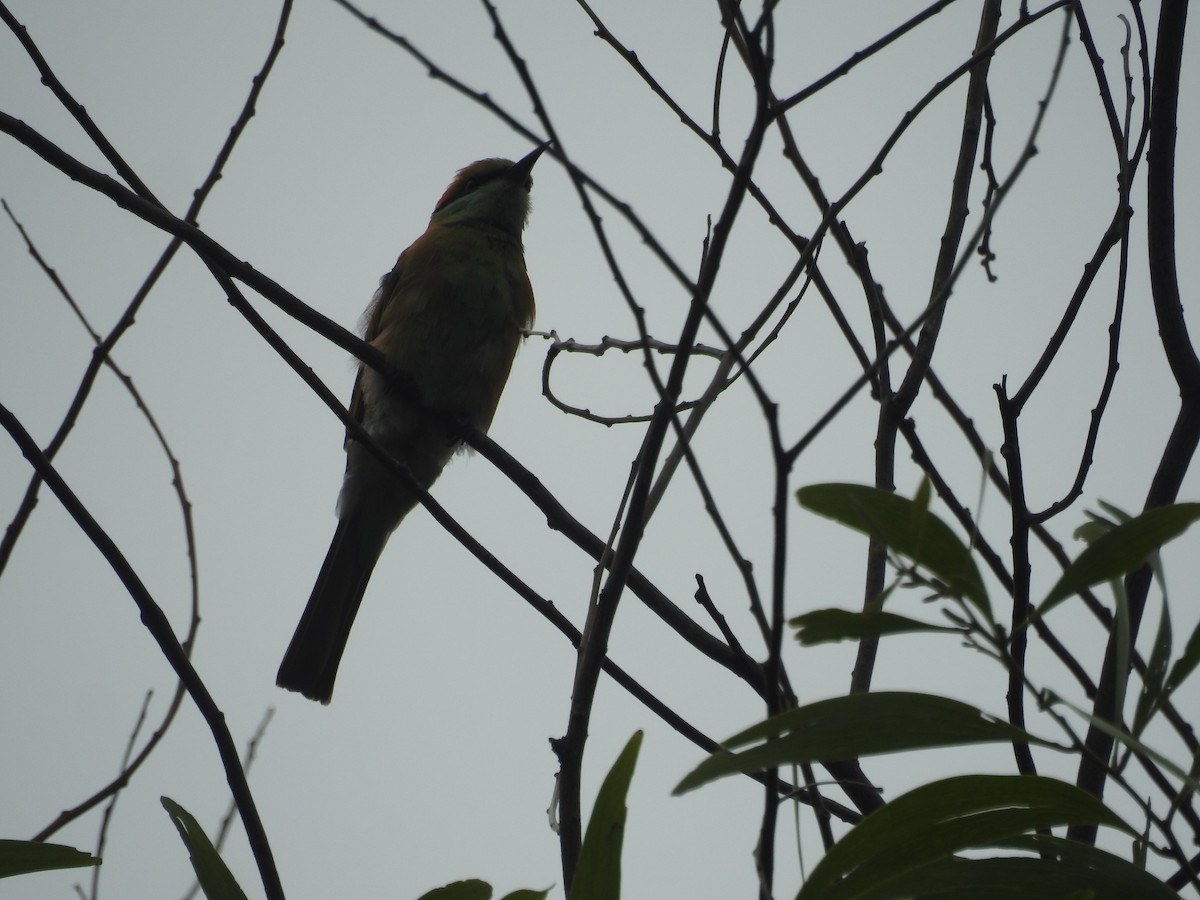 Asian Green Bee-eater - ML462303661