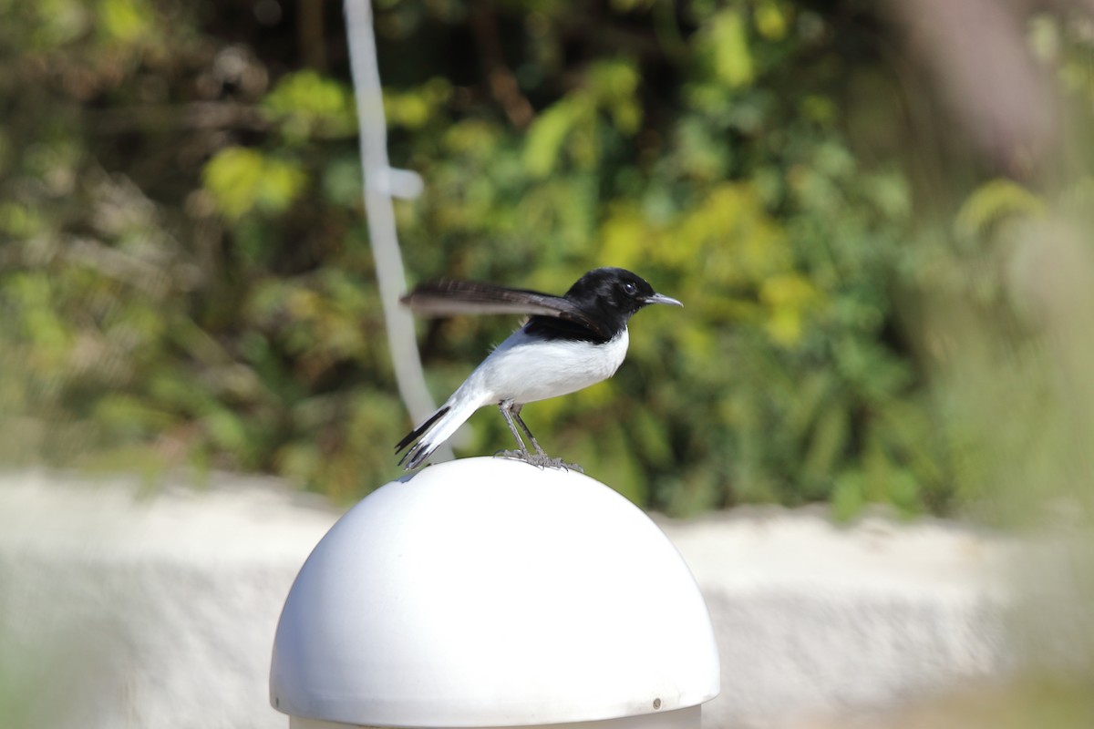 Hume's Wheatear - ML462304821