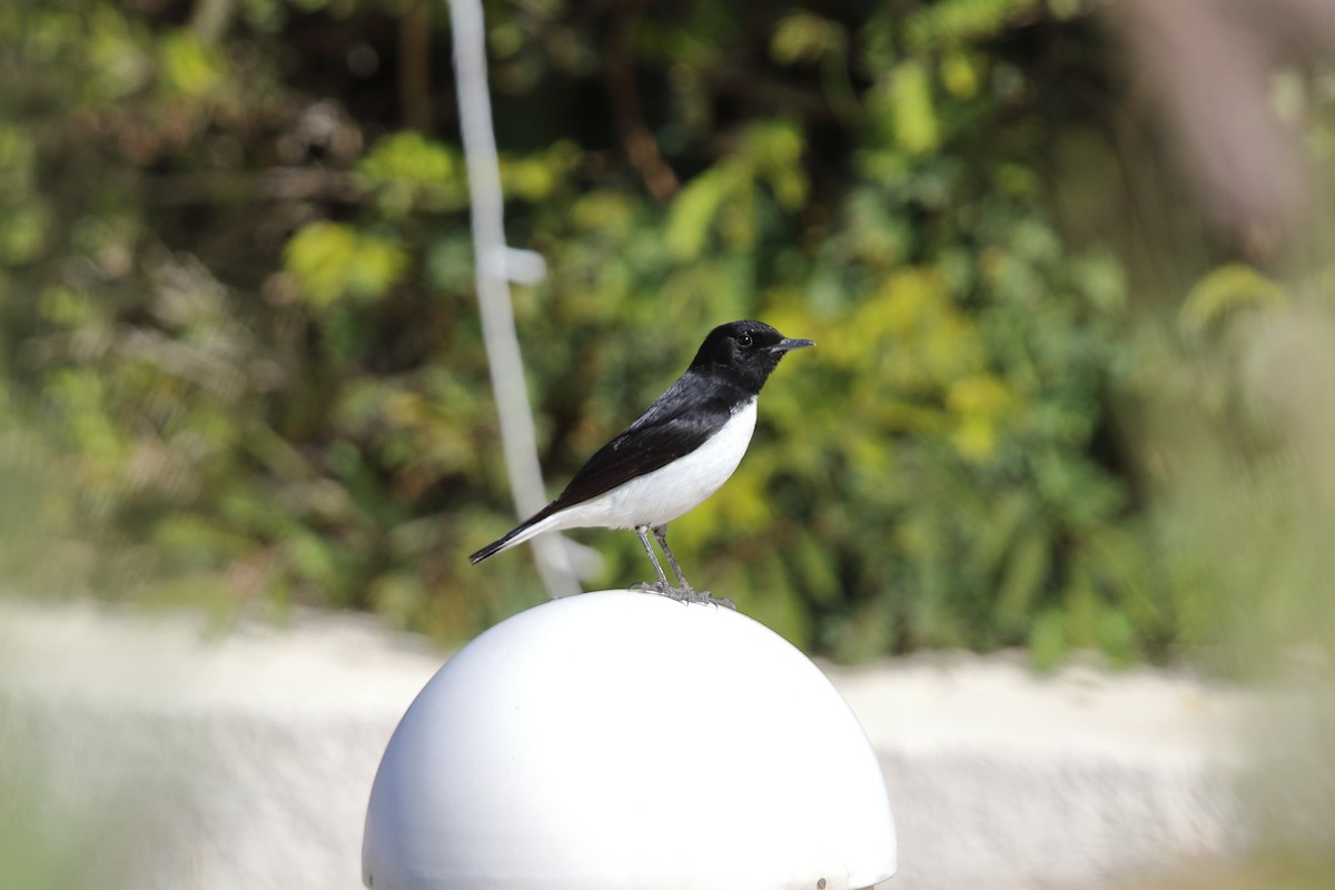 Hume's Wheatear - Alexey Pavlushkin