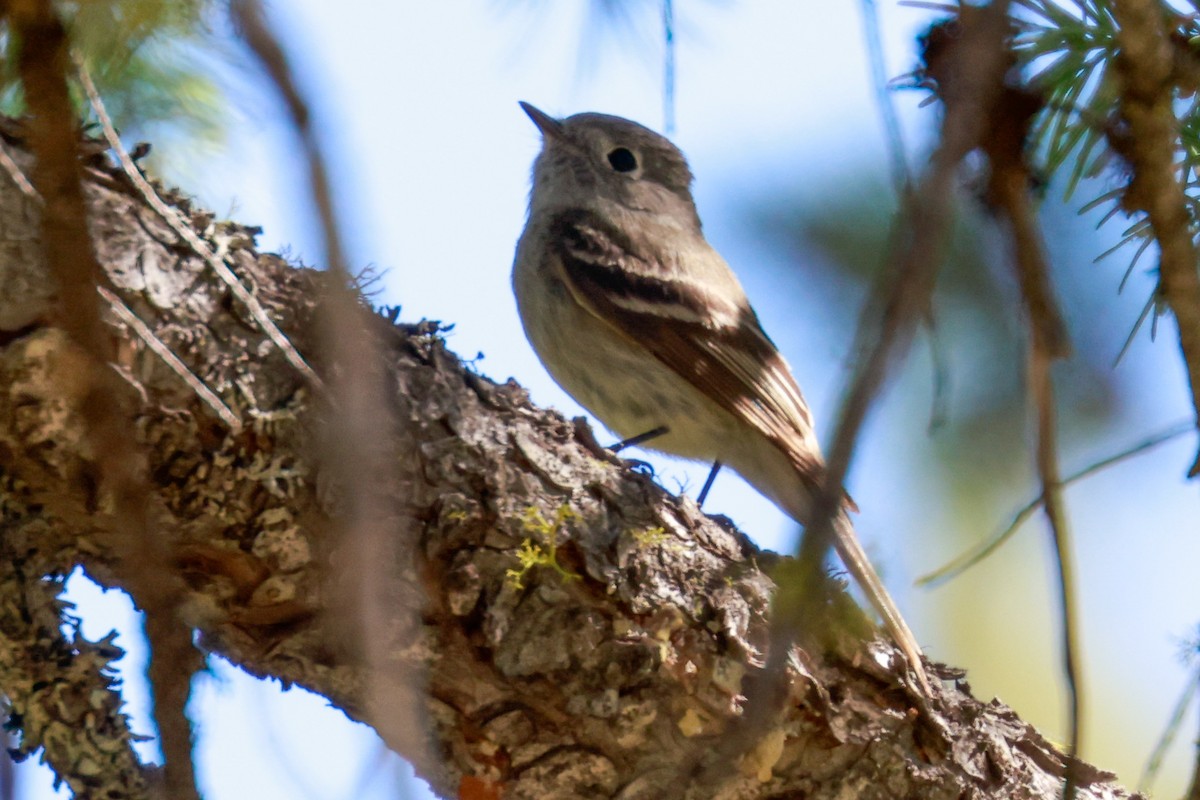 Dusky Flycatcher - ML462305001