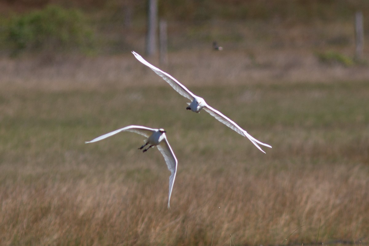 Little Egret - Richard and Margaret Alcorn