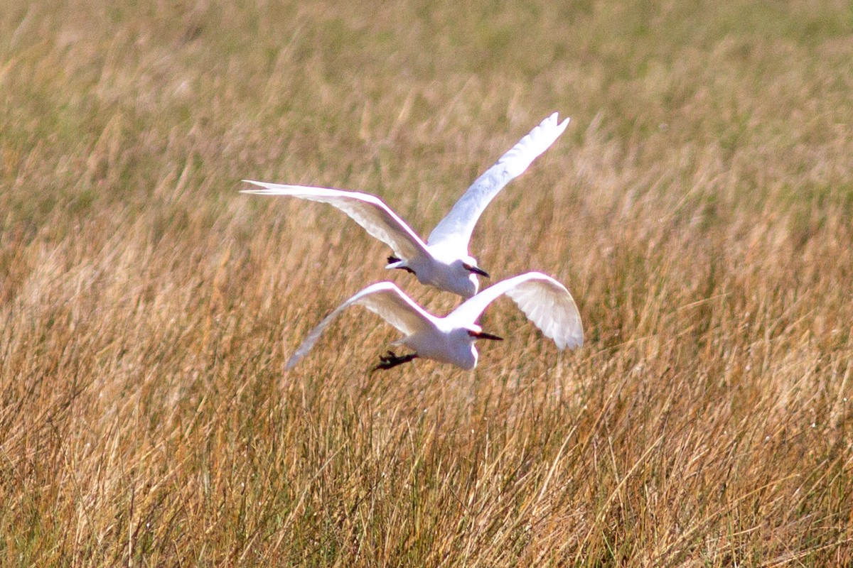 Little Egret - Richard and Margaret Alcorn