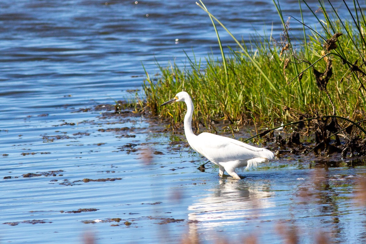 Little Egret - Richard and Margaret Alcorn