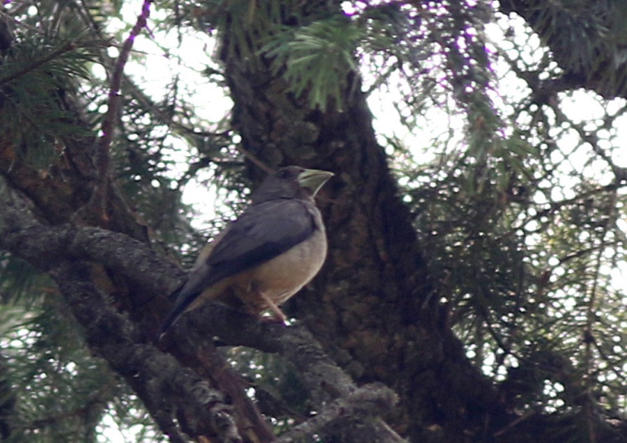 Black-and-yellow Grosbeak - ML462305781