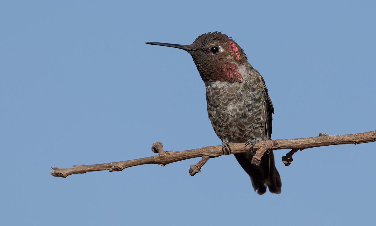 Anna's Hummingbird - ML462305841