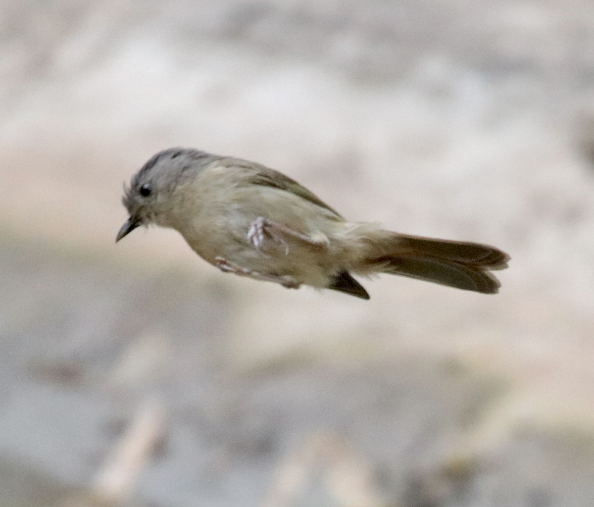 Brown-cheeked Fulvetta - ML462306081