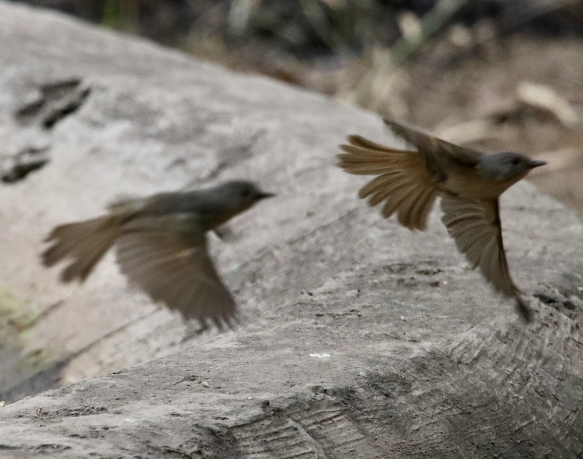 Brown-cheeked Fulvetta - ML462306131