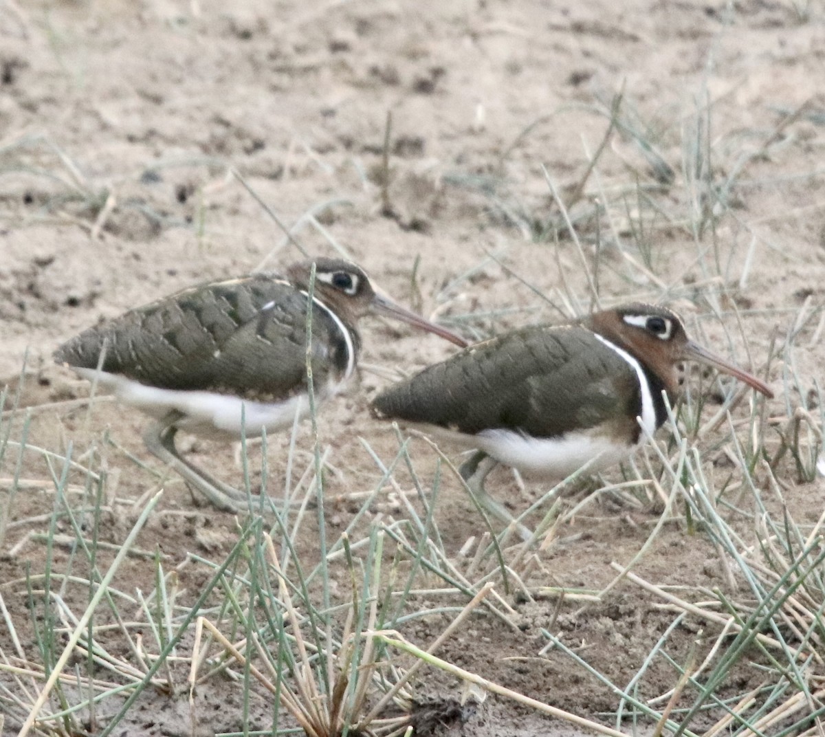 Greater Painted-Snipe - ML462306791