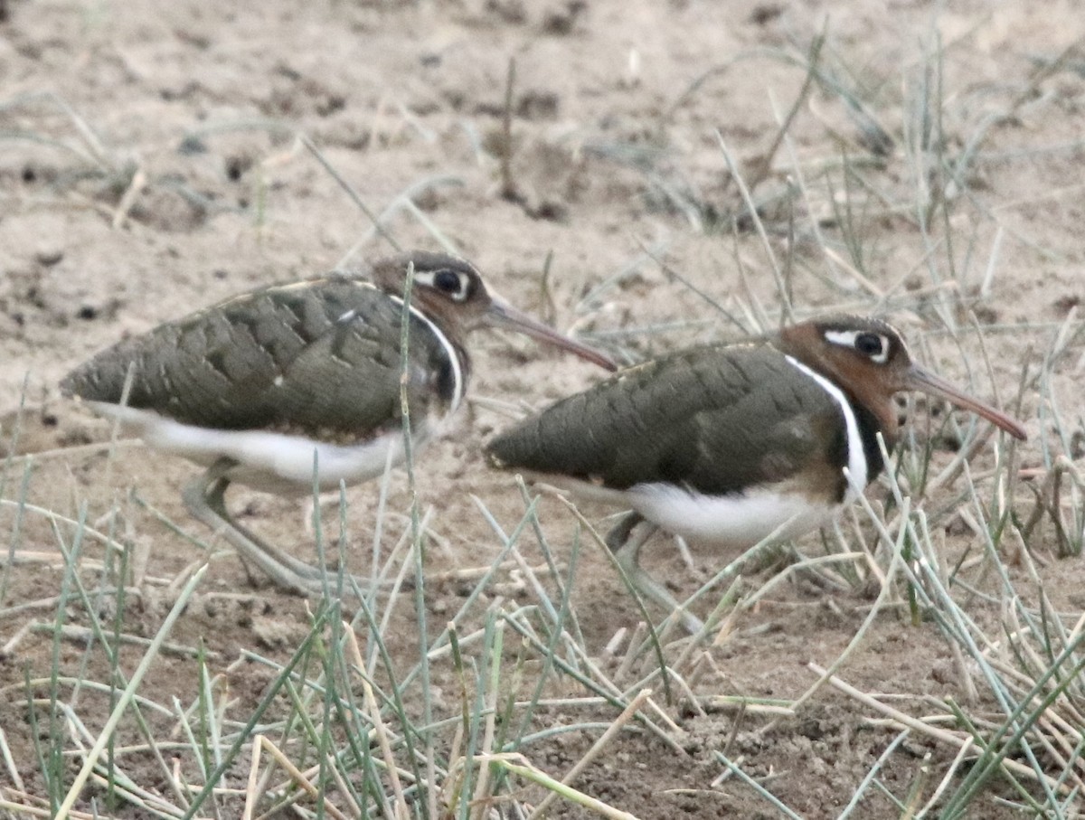 Greater Painted-Snipe - ML462306831