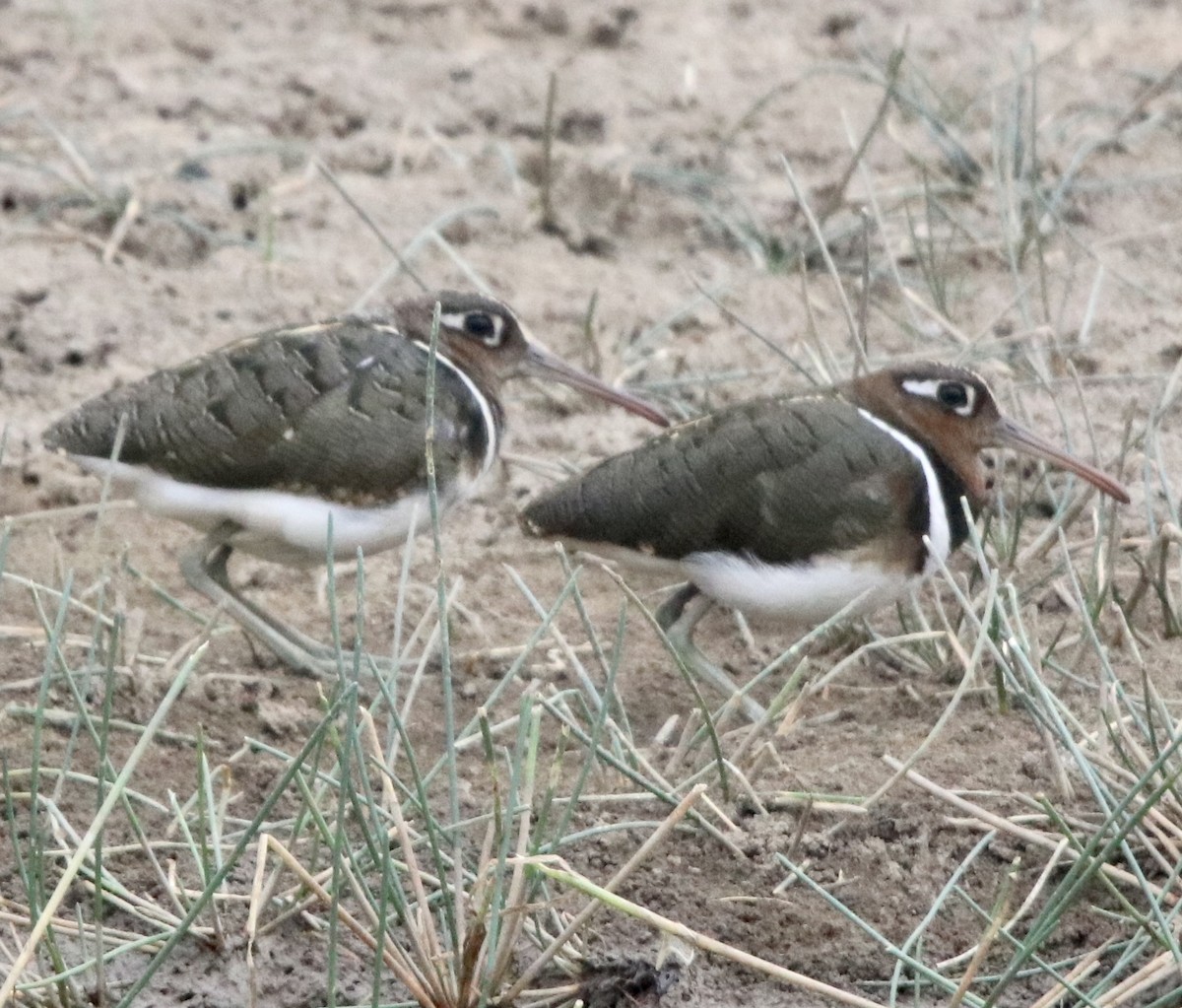 Greater Painted-Snipe - ML462306841