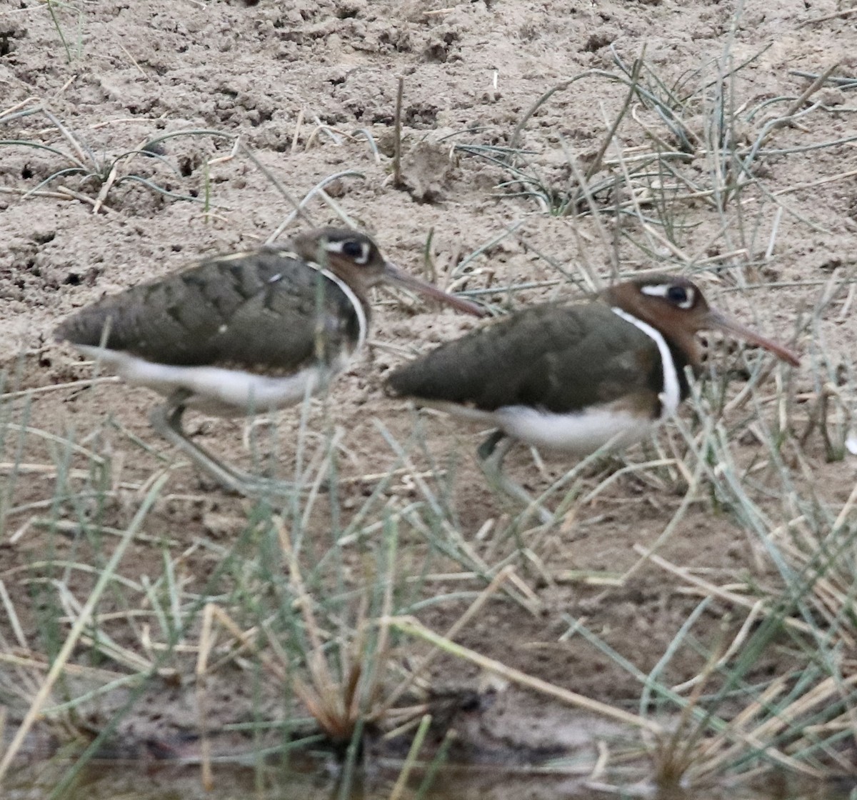 Greater Painted-Snipe - ML462306861
