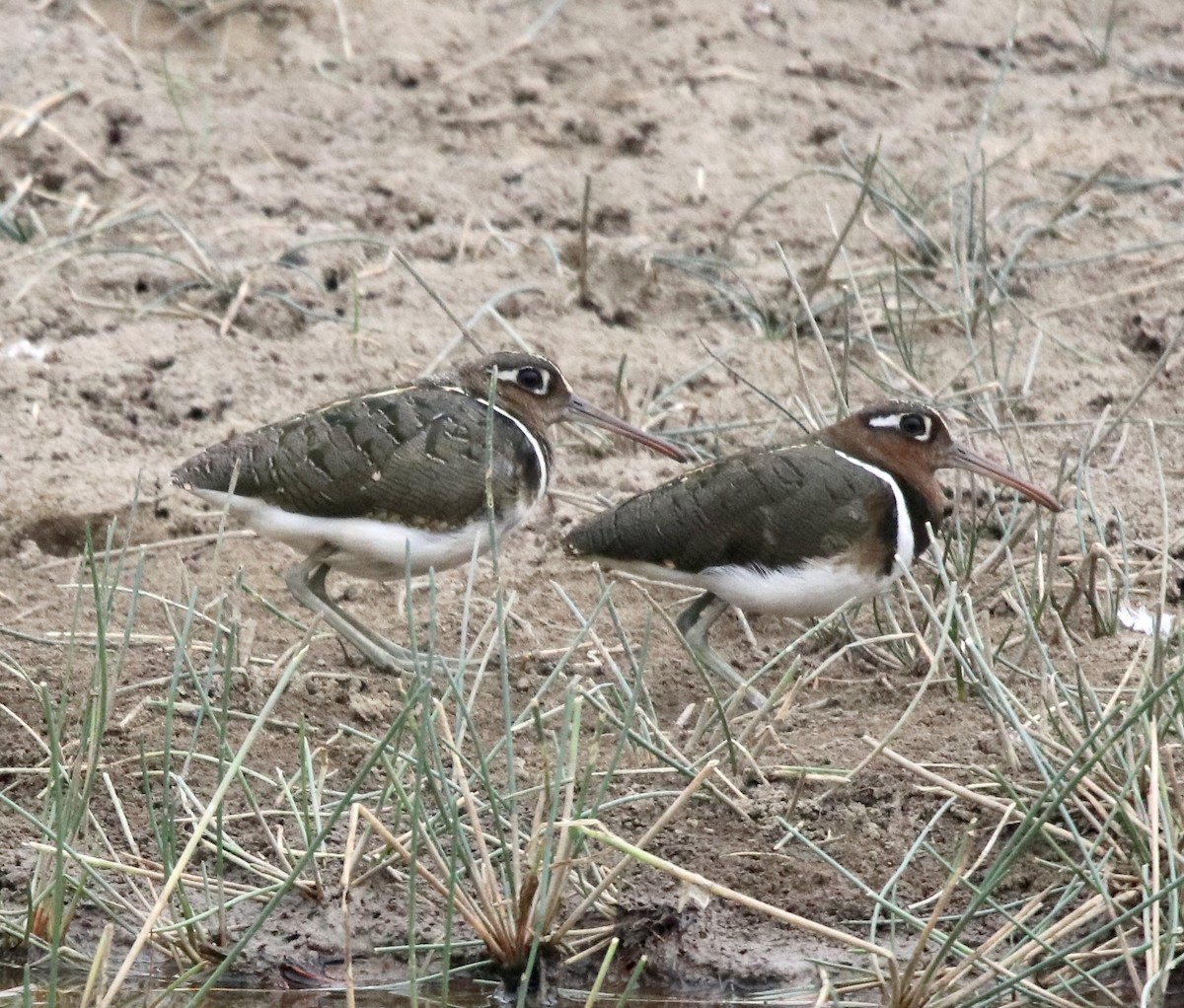 Greater Painted-Snipe - ML462306891