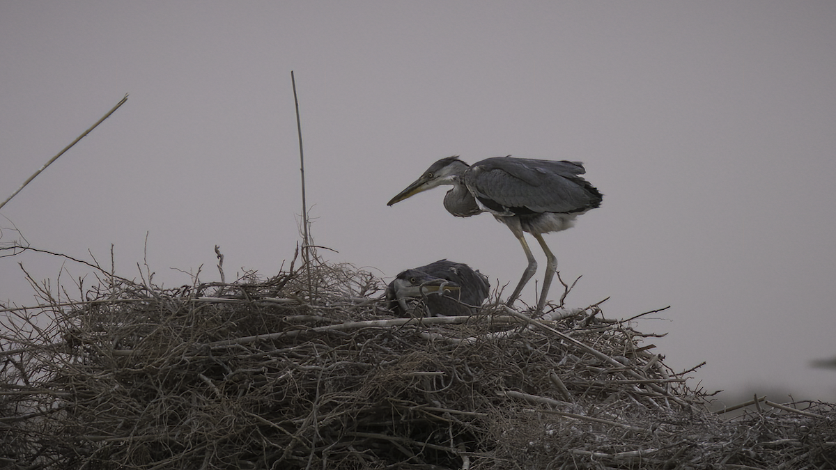 Gray Heron (Gray) - Markus Craig