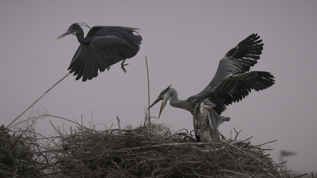 Gray Heron (Gray) - ML462309041