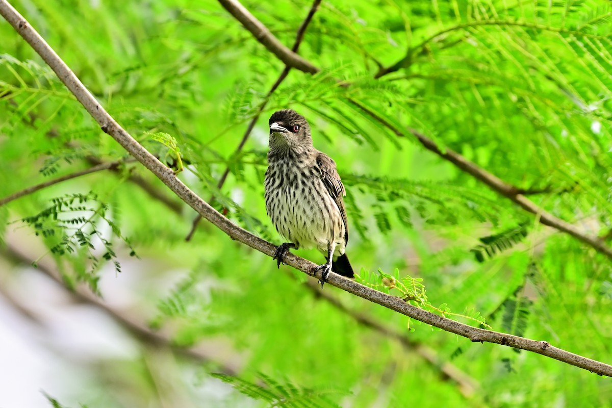 Asian Glossy Starling - ML462310401