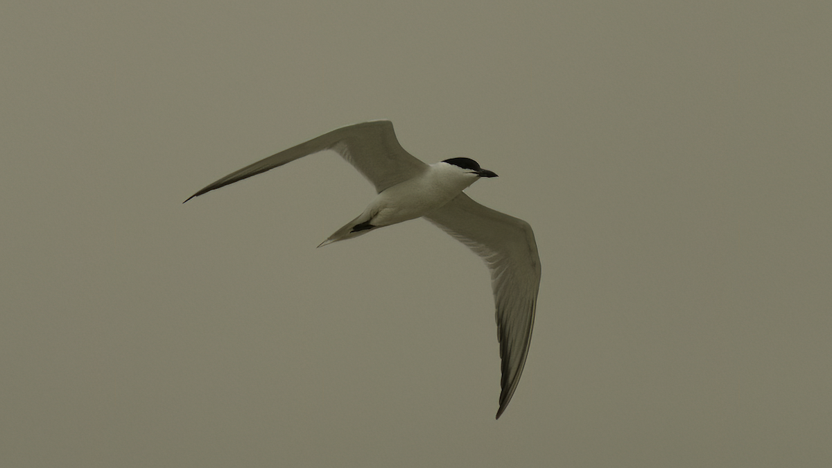 Gull-billed Tern - Markus Craig